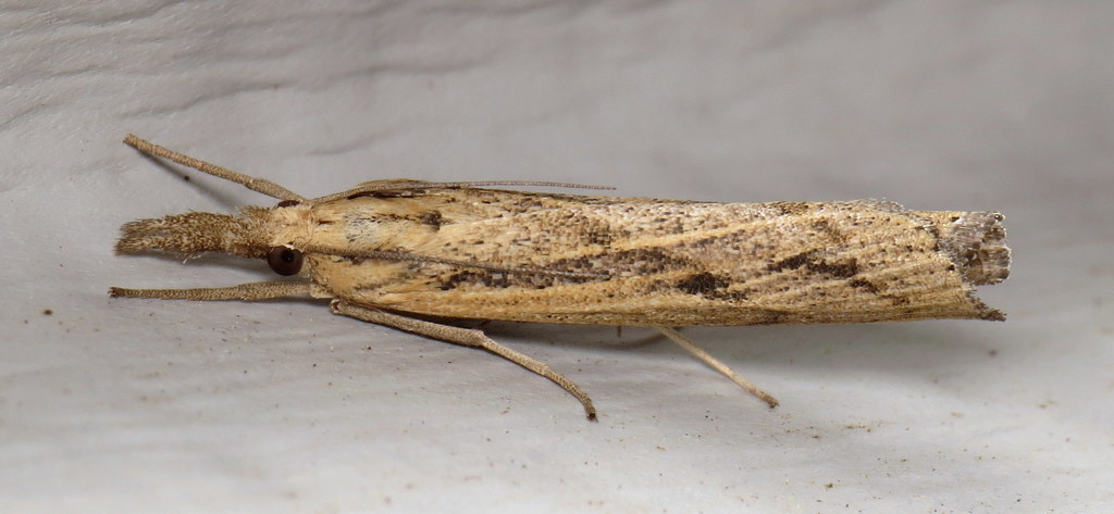Sod Webworm Moth reference