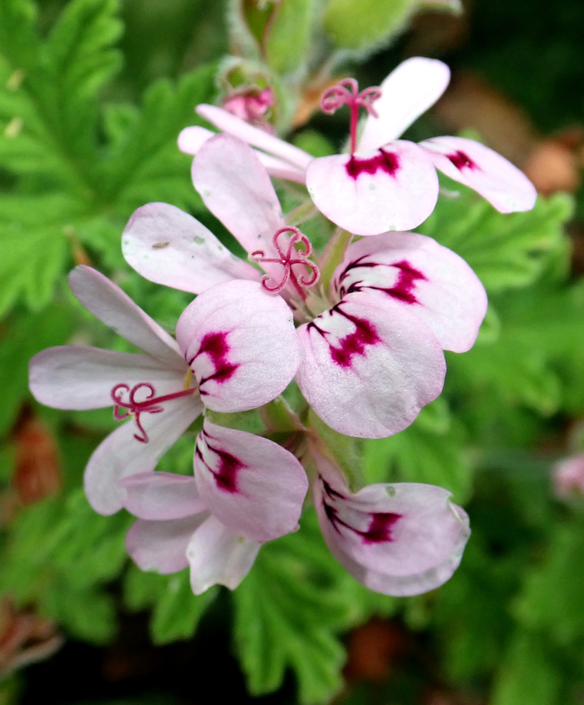 Rose-scented Geranium reference