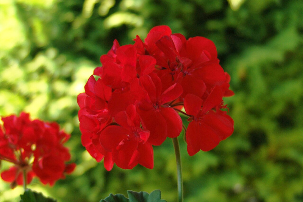 Zonal Geranium reference