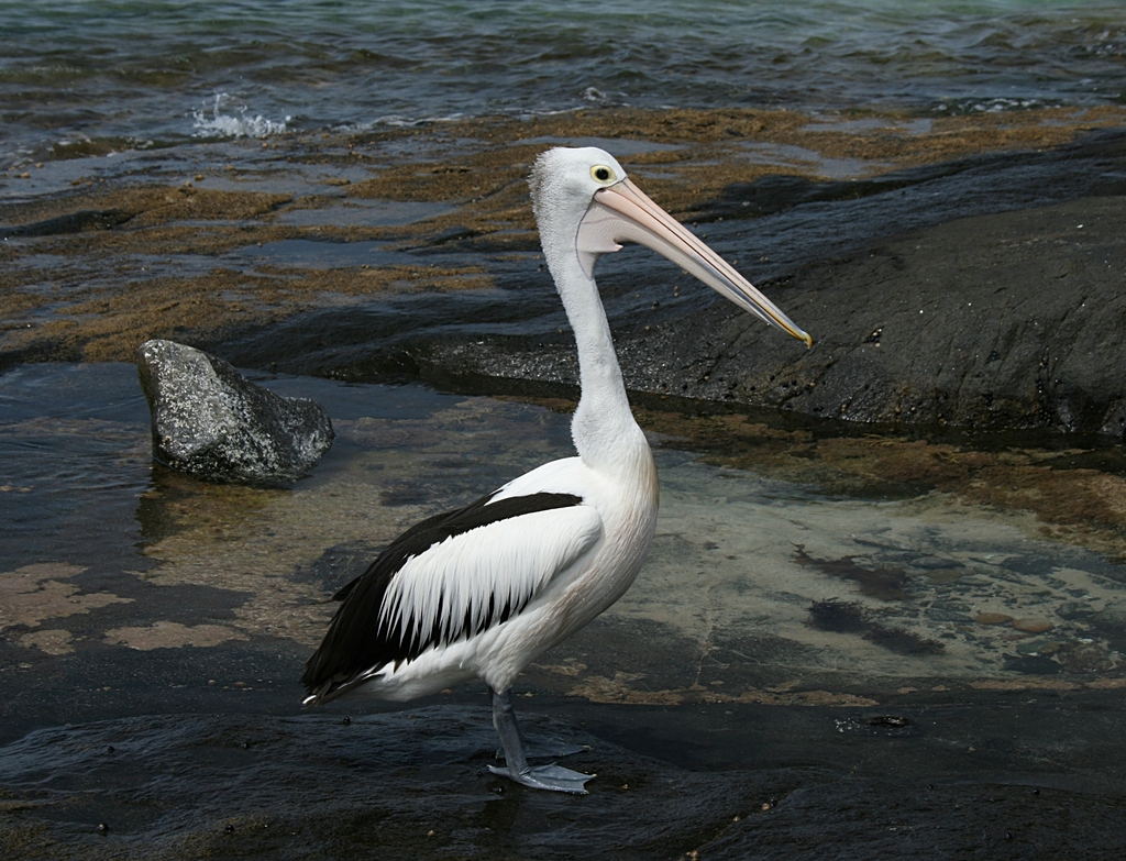 Australian Pelican reference