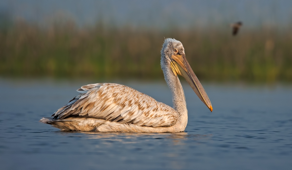 Dalmatian Pelican reference