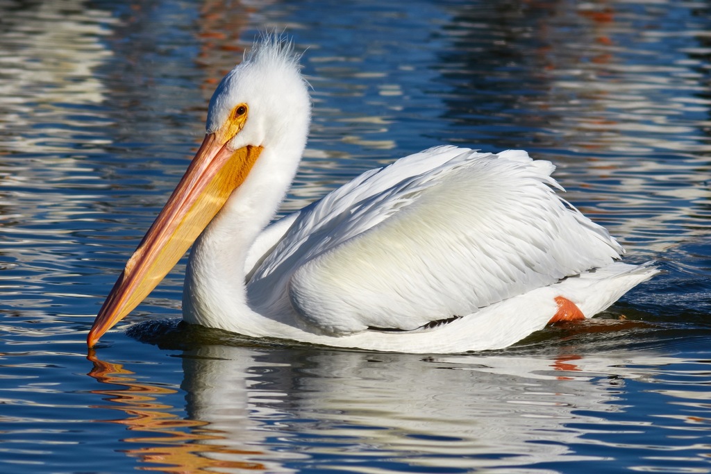 American White Pelican reference