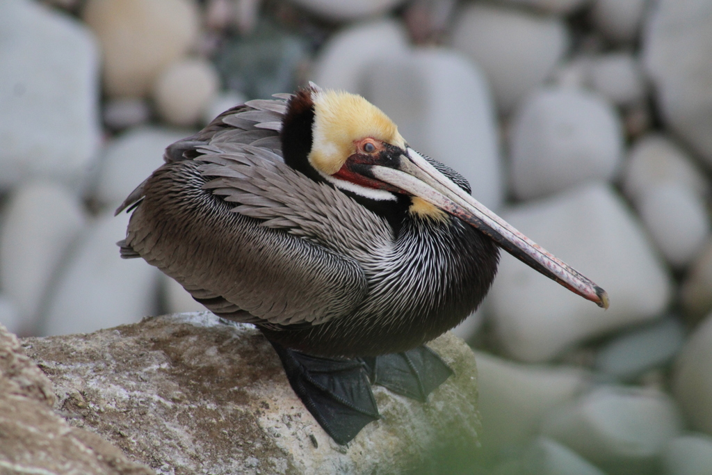 Brown Pelican reference