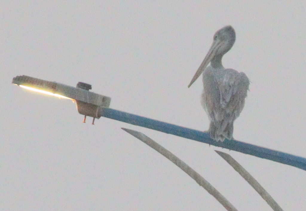 Pink-backed Pelican reference