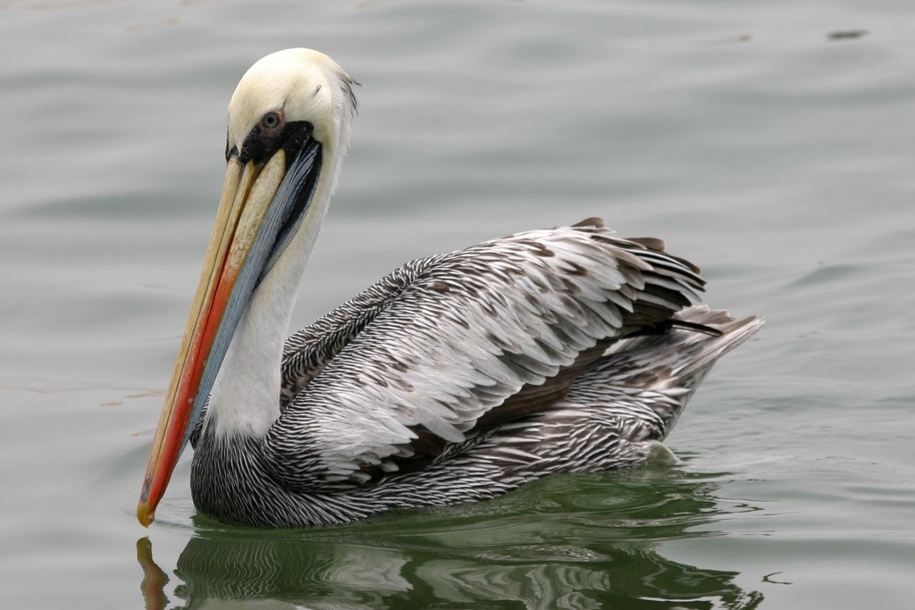 Peruvian Pelican reference