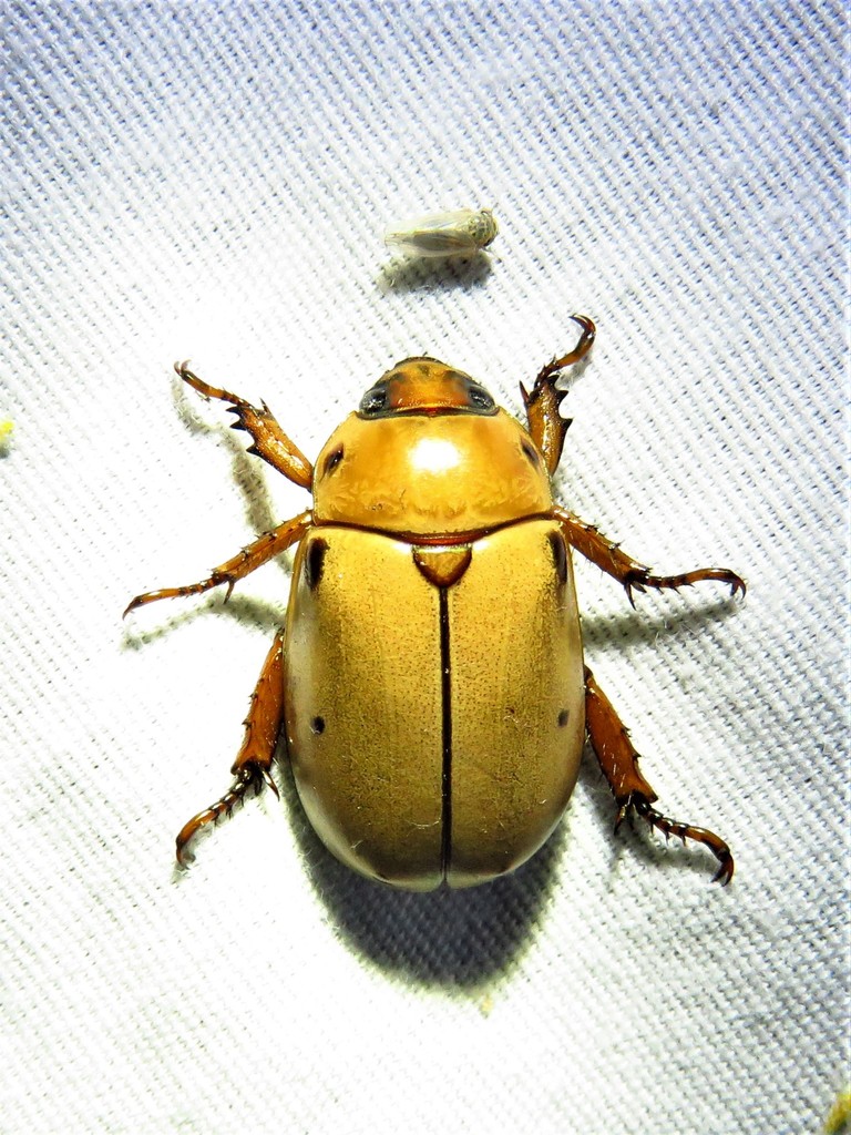 Pelidnota punctata reference