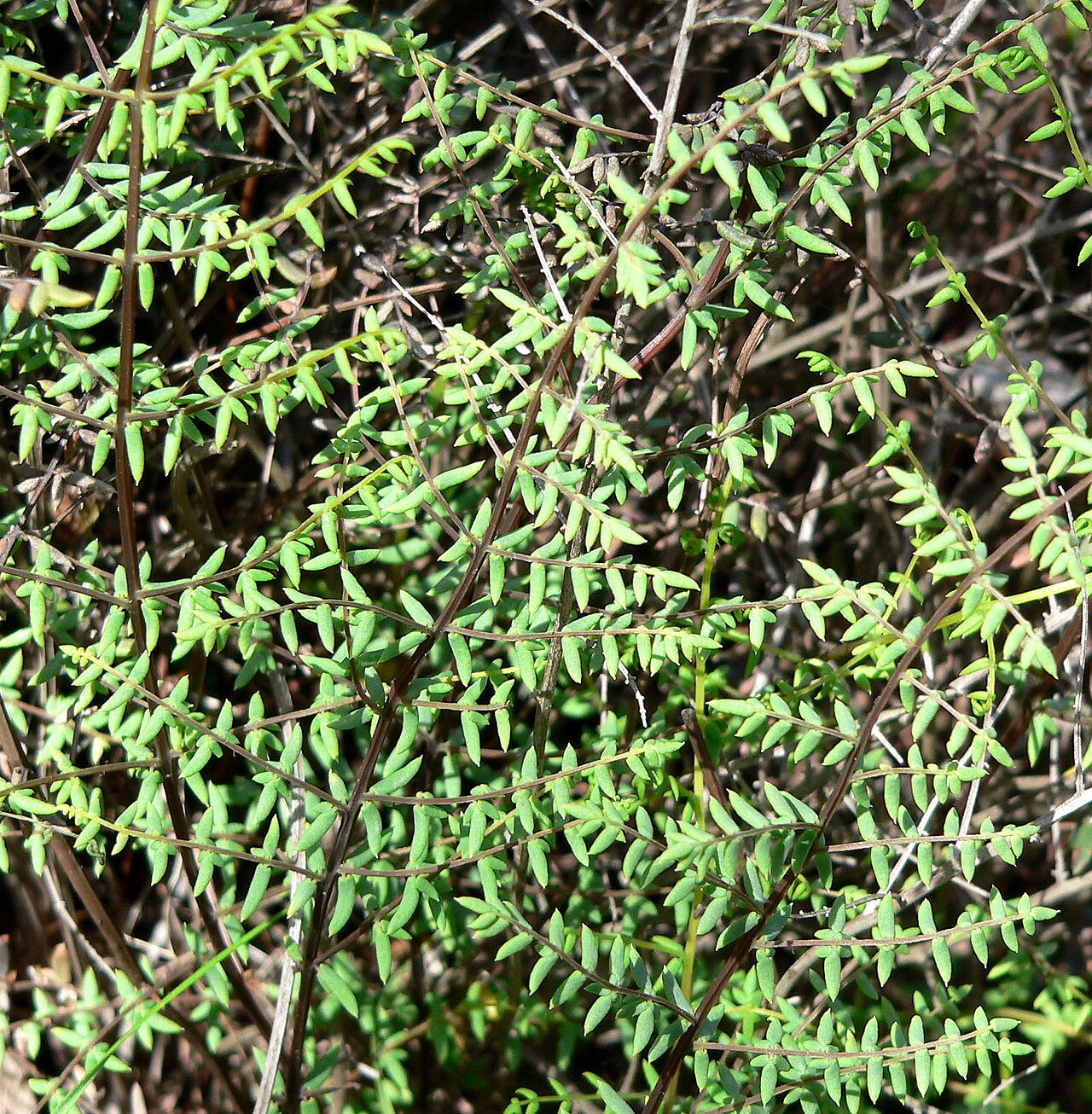 purple-stem cliffbrake reference
