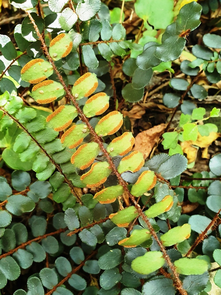 Button Fern reference