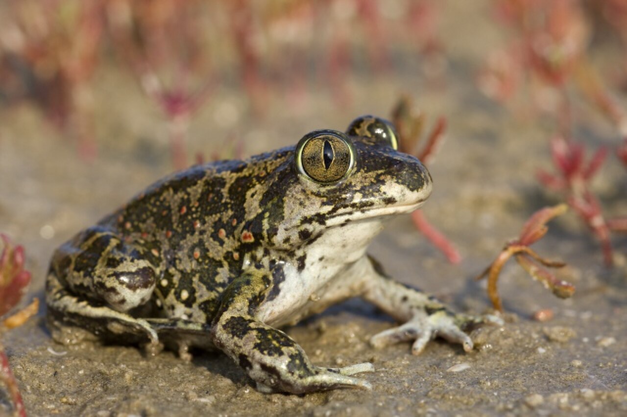 Syrian Spadefoot Toad reference
