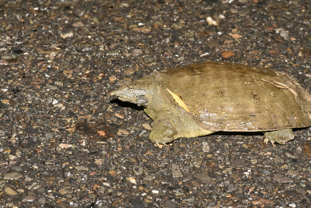 Chinese Softshell Turtle reference