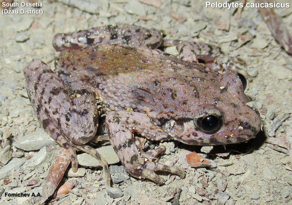 Caucasian Parsley Frog reference