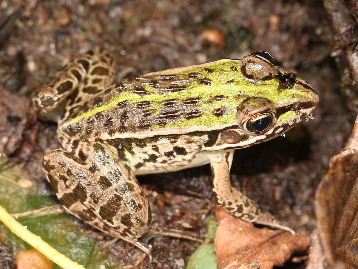Black-spotted Frog reference