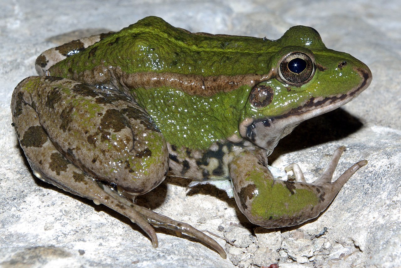 Iberian Green Frog reference
