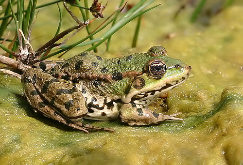 Marsh Frog reference