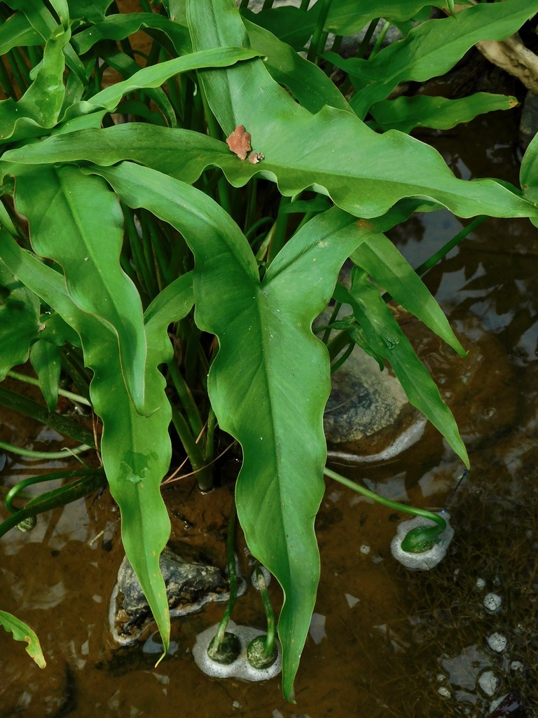 Green Arrow Arum reference