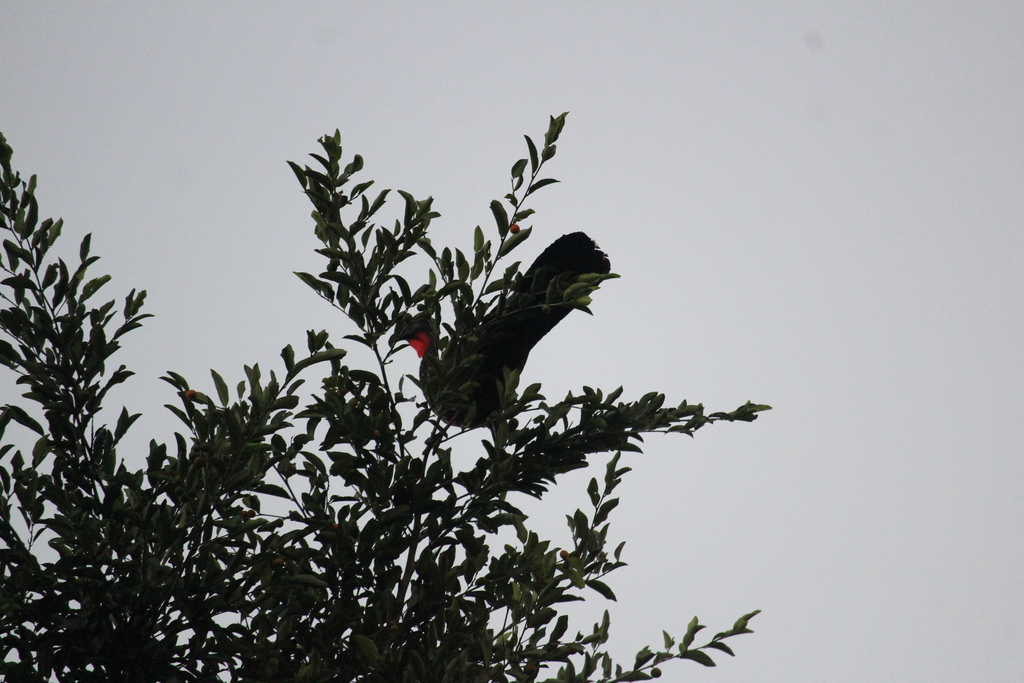 Crested Guan reference