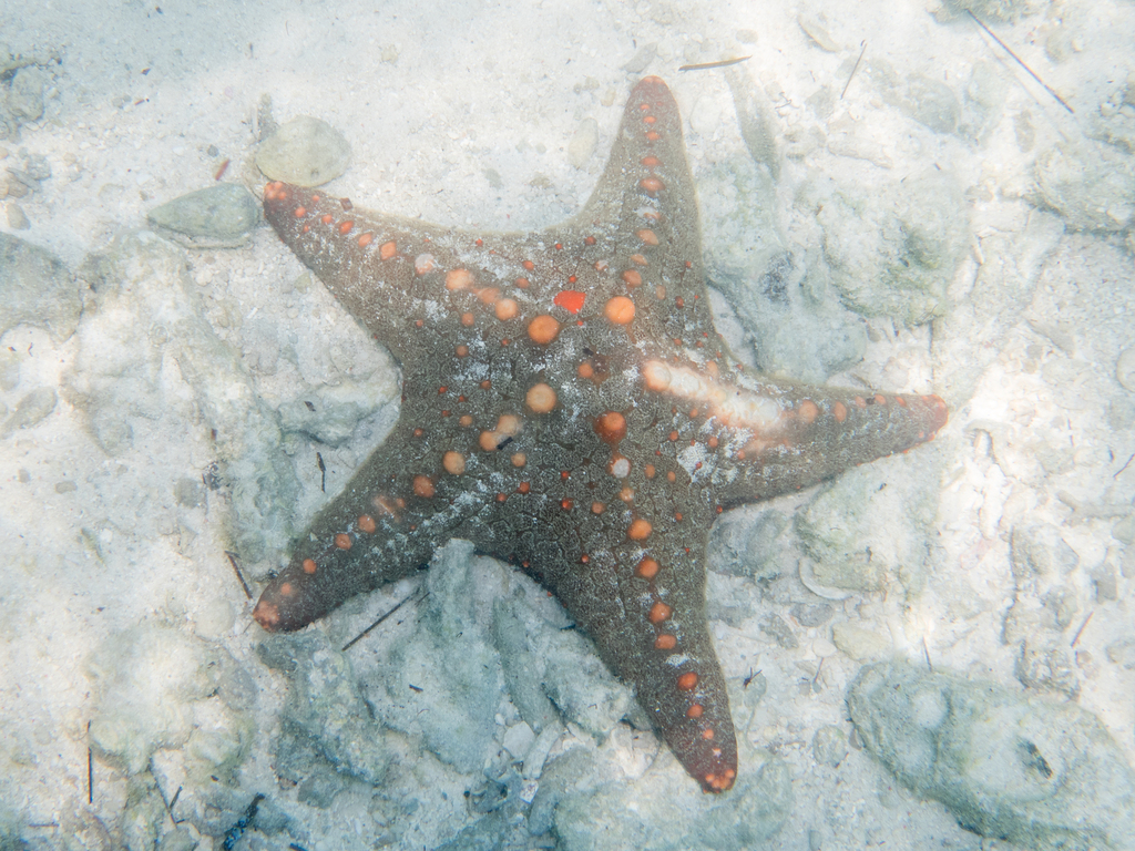 Multicolored Knobbed Sea Star reference
