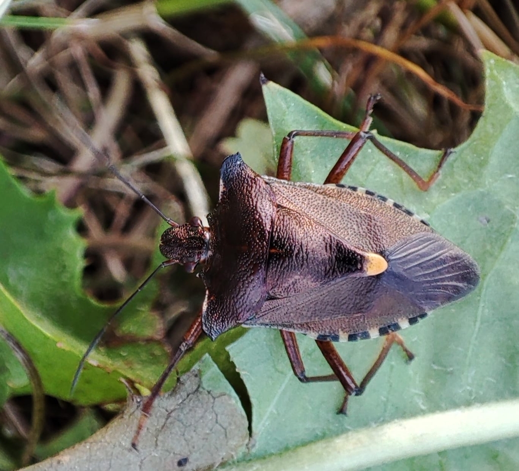 Forest Bug reference