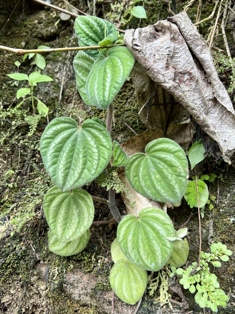 Peperomia albovittata reference