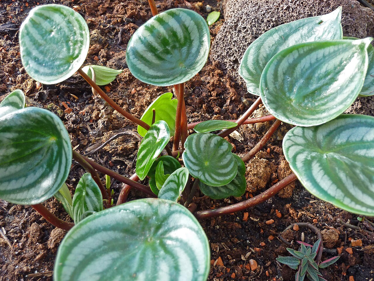Peperomia argyreia reference