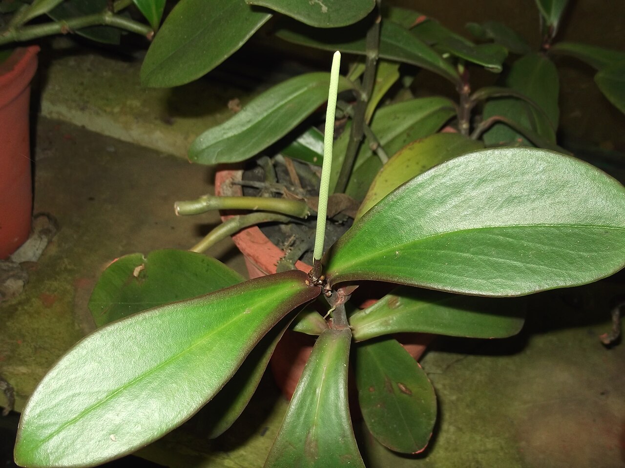 Peperomia clusiifolia reference