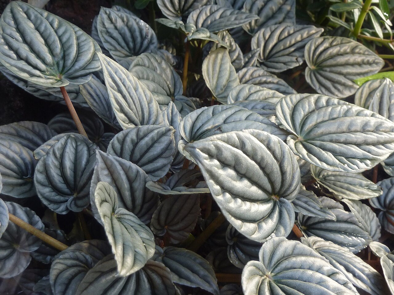 Peperomia griseoargentea reference