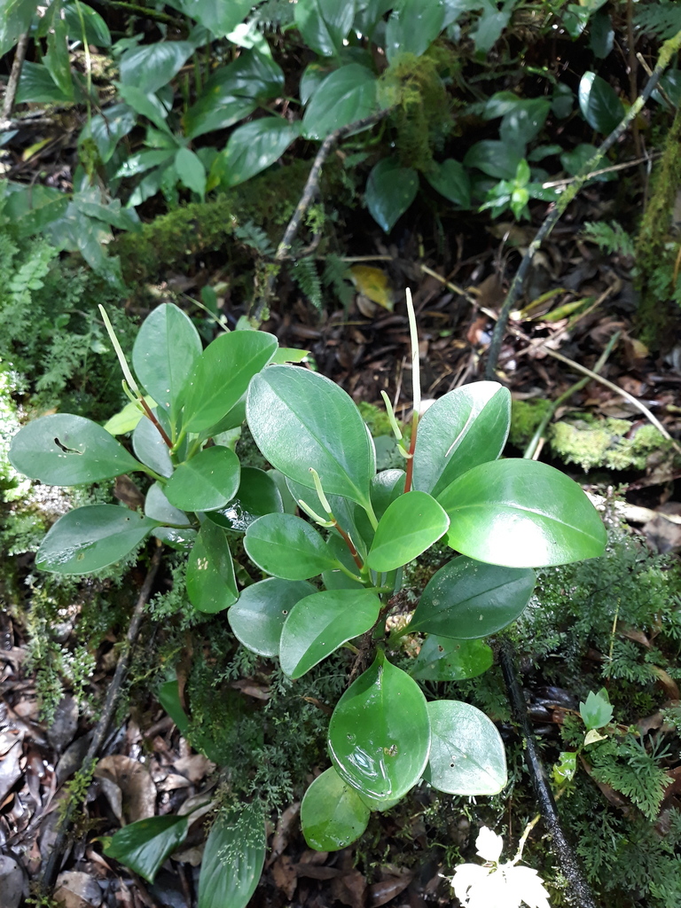 Baby Rubber Plant reference