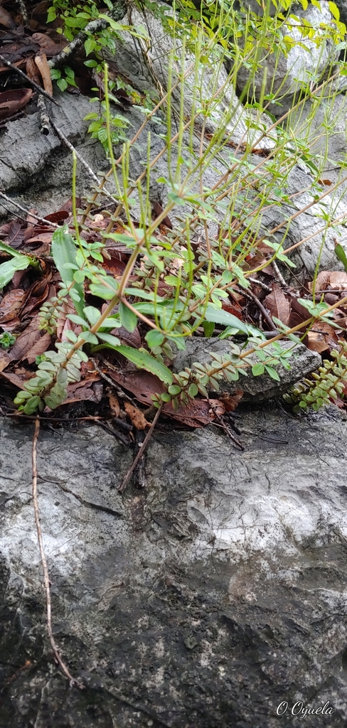 Peperomia verticillata reference