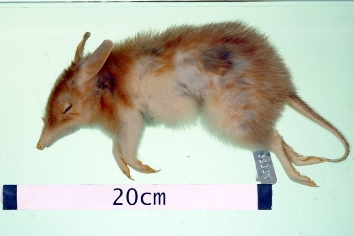 Desert Bandicoot reference