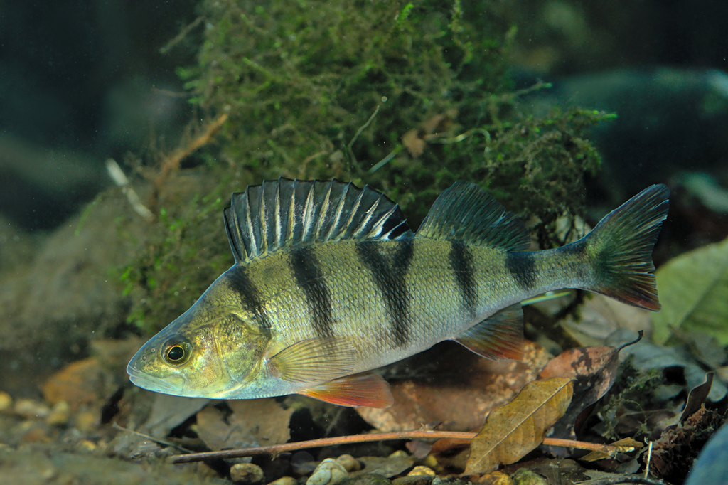 European Perch reference