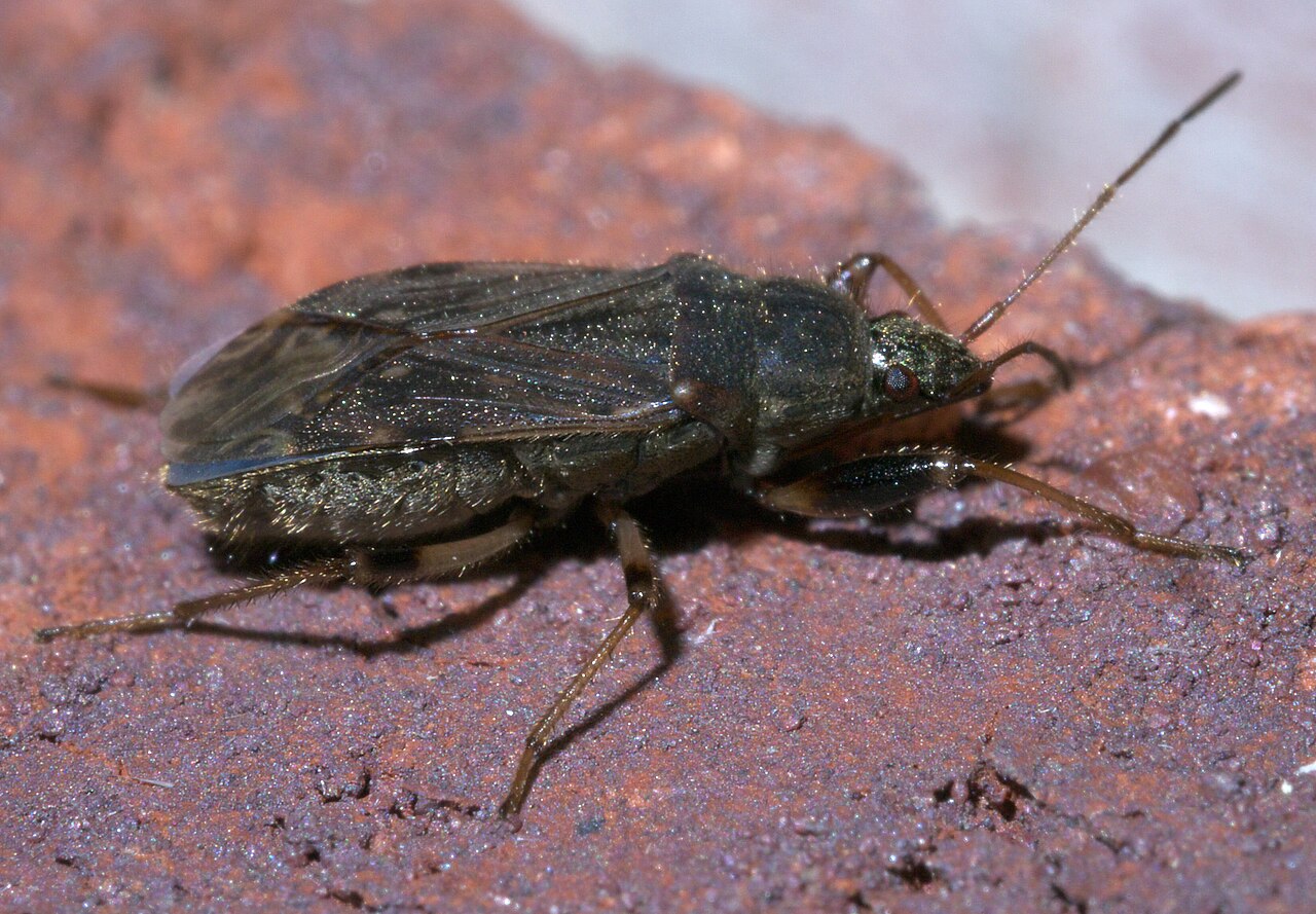 Perigenes constrictus reference