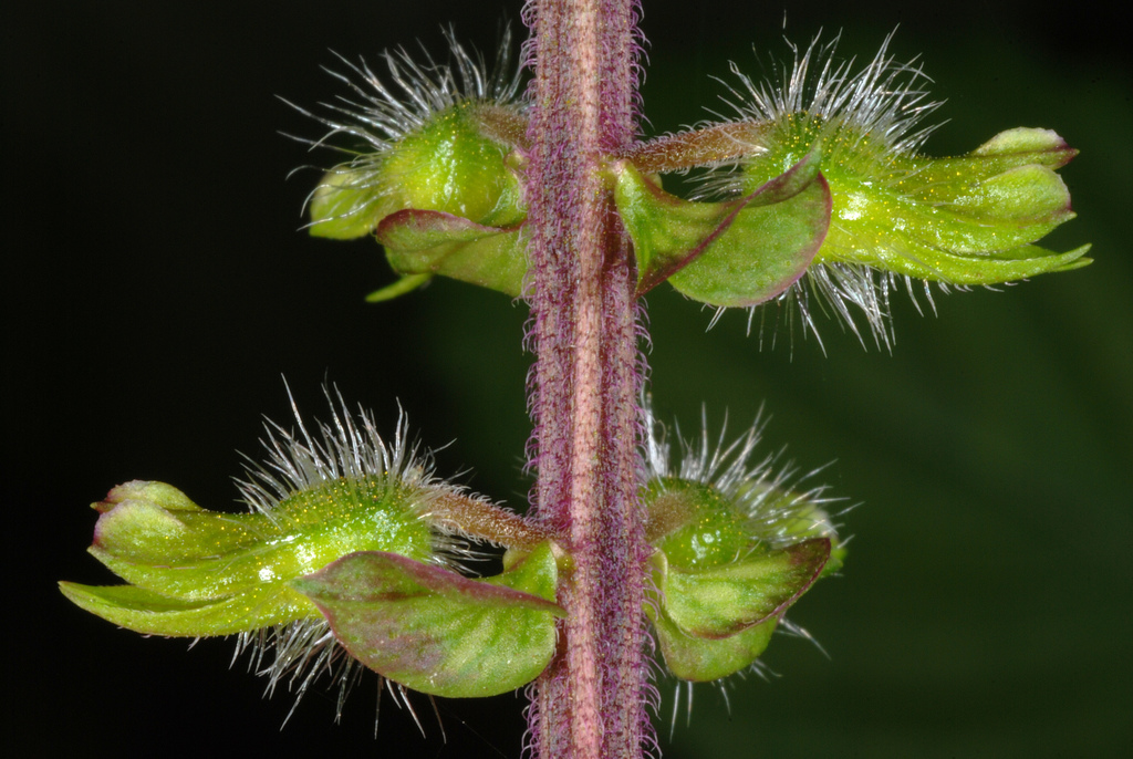 Beefsteak Plant reference