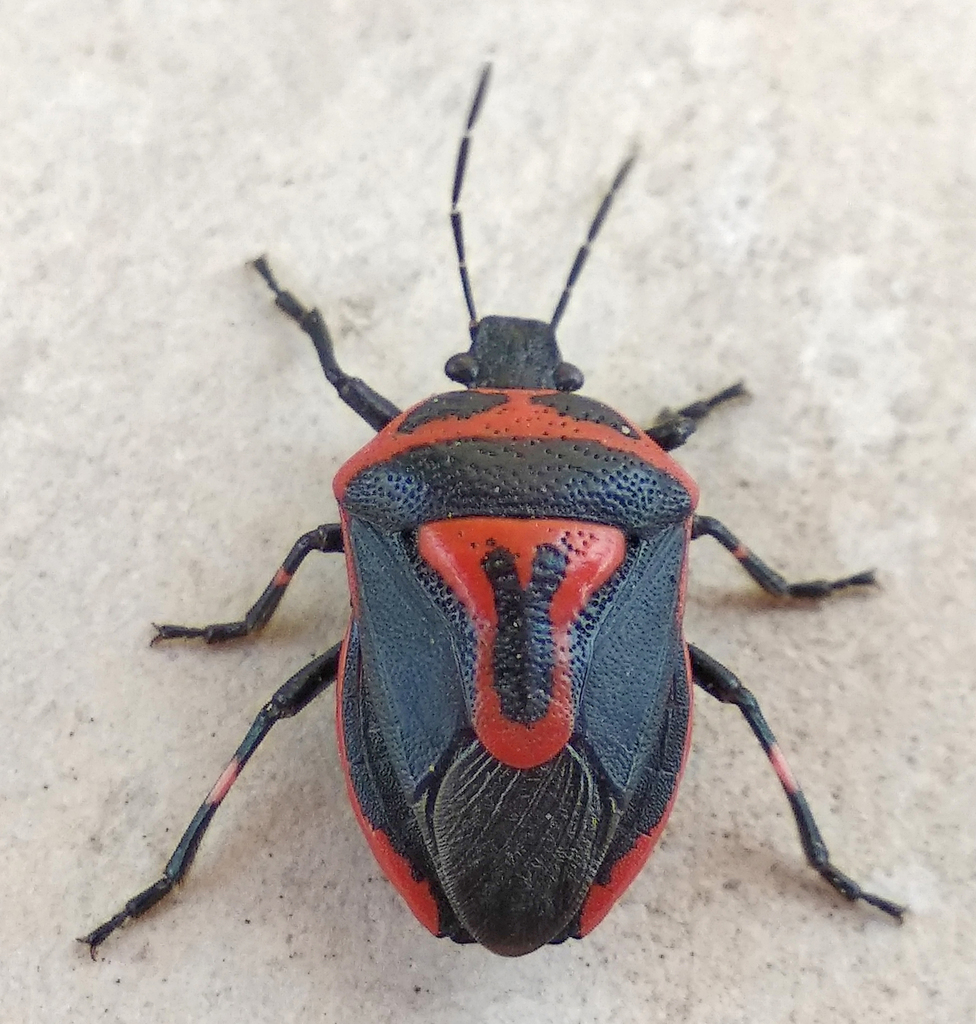 Two-spotted Stink Bug reference