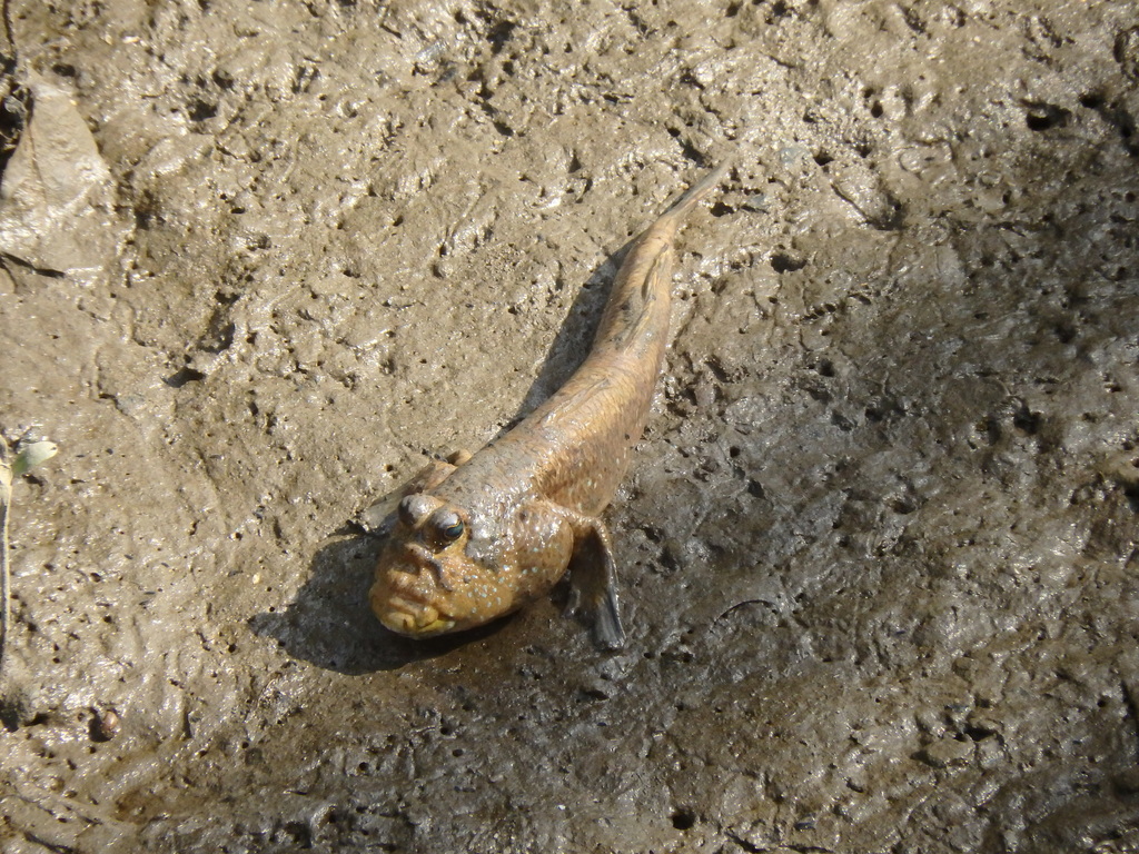Giant Mudskipper reference