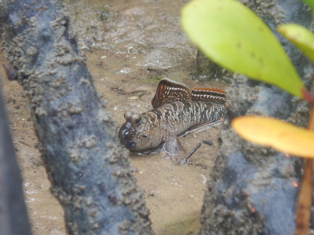 Barred Mudskipper reference