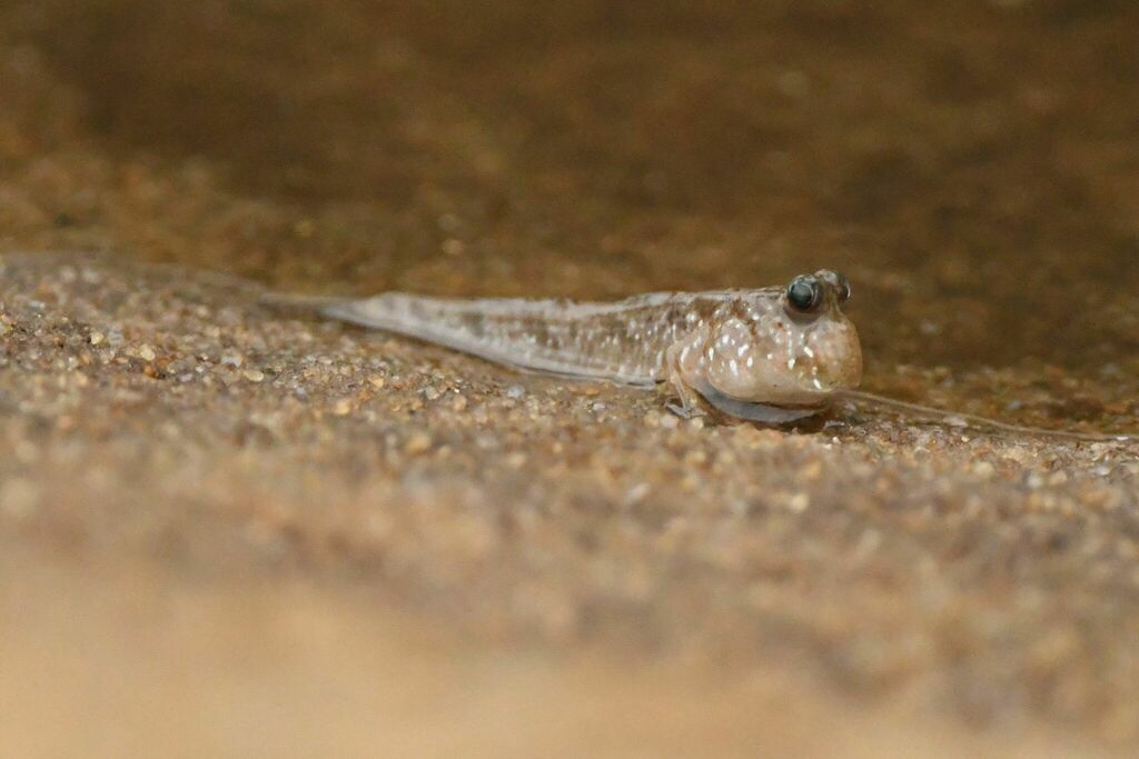 Atlantic Mudskipper reference