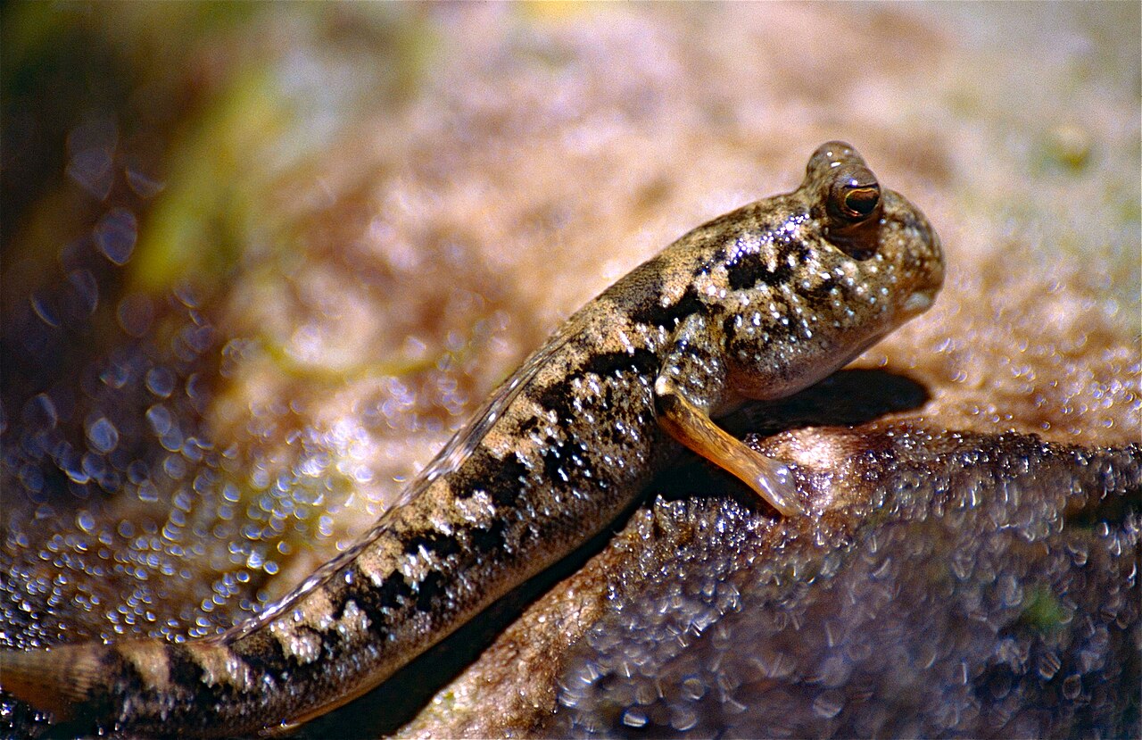 Common Mudskipper reference