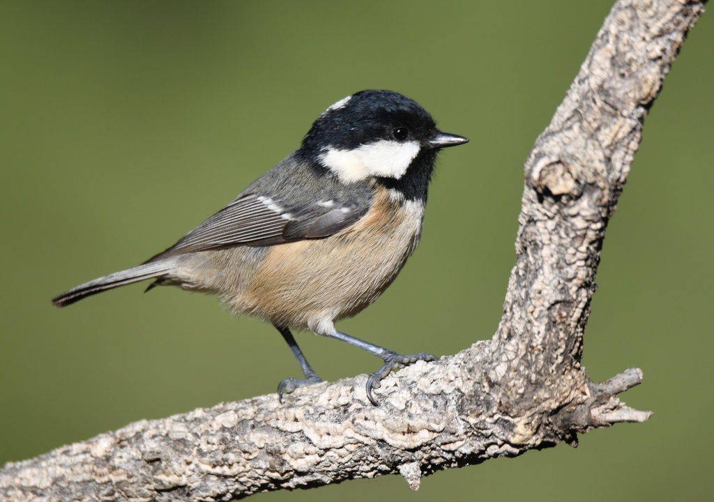 Coal Tit reference