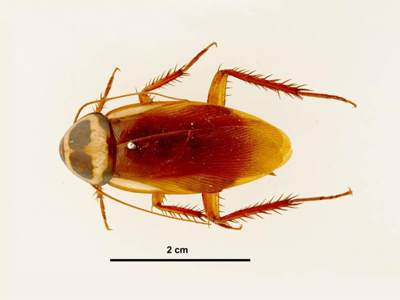 Australian Cockroach reference