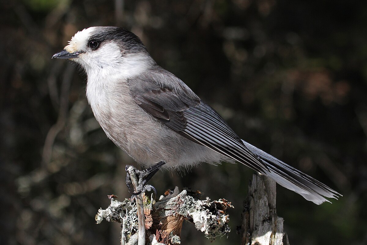 Canada Jay reference