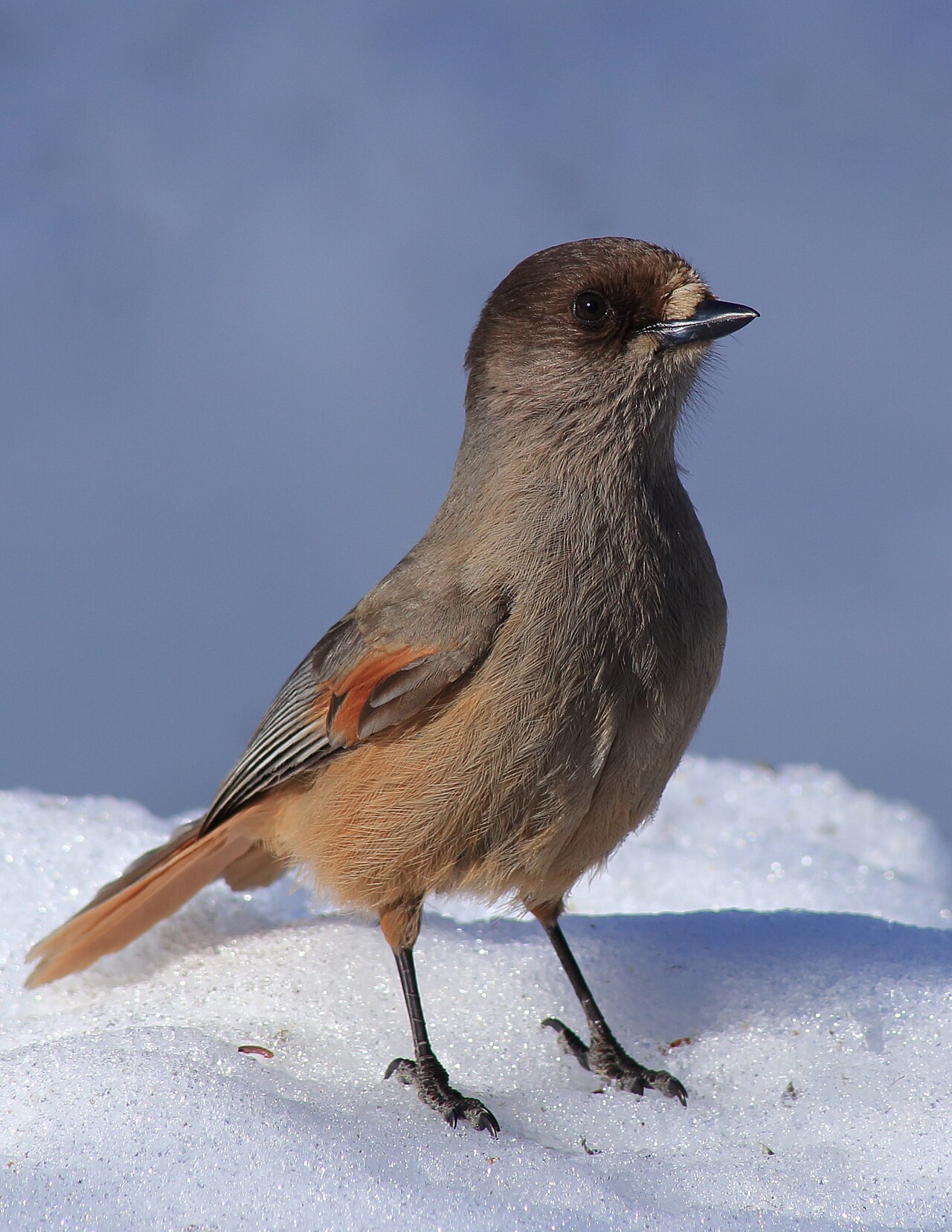 Siberian Jay reference