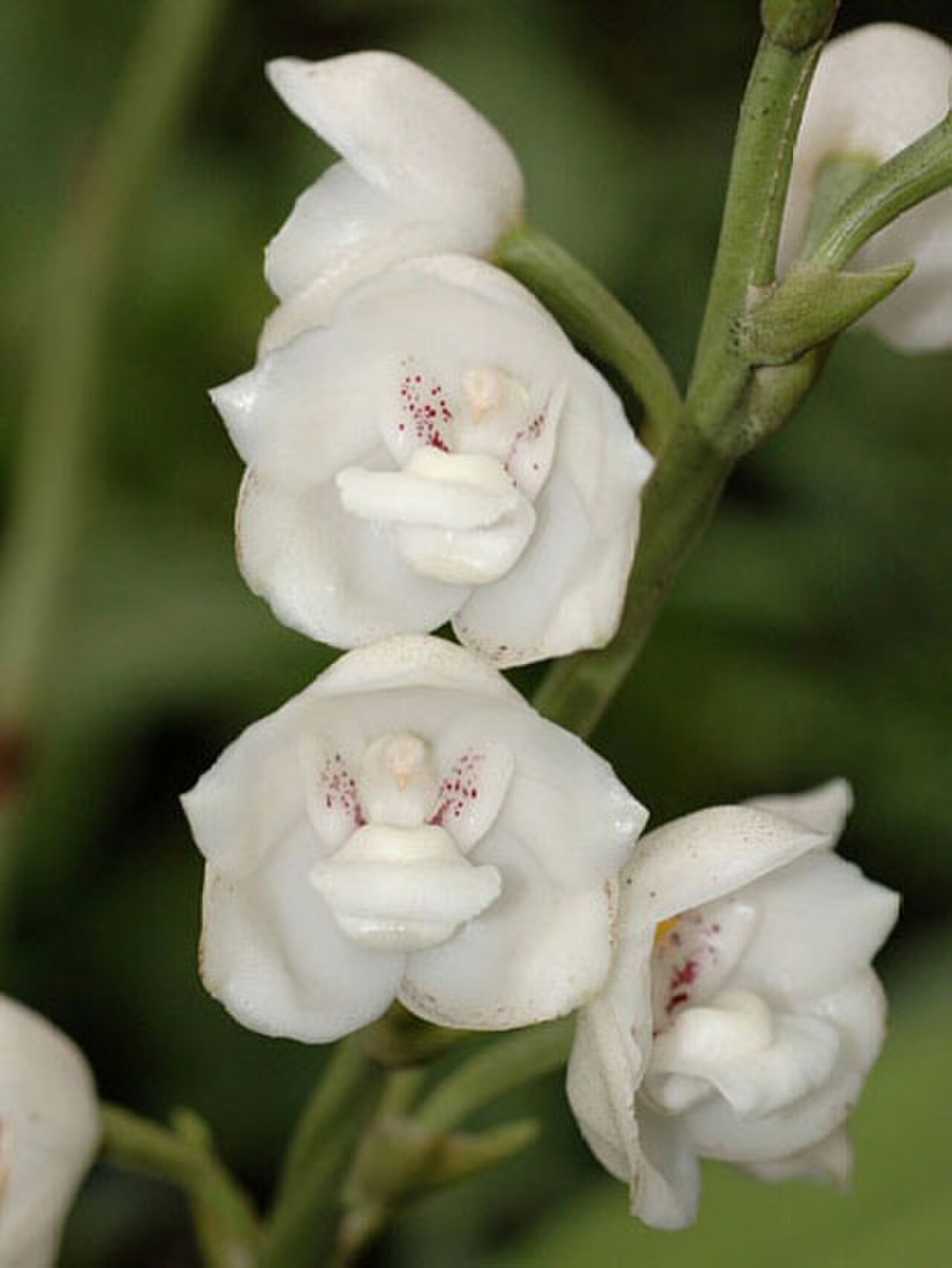 Holy Ghost Orchid reference