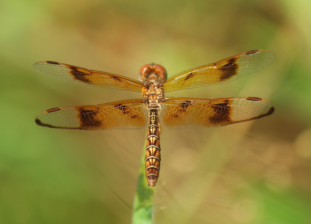 Eastern Amberwing reference