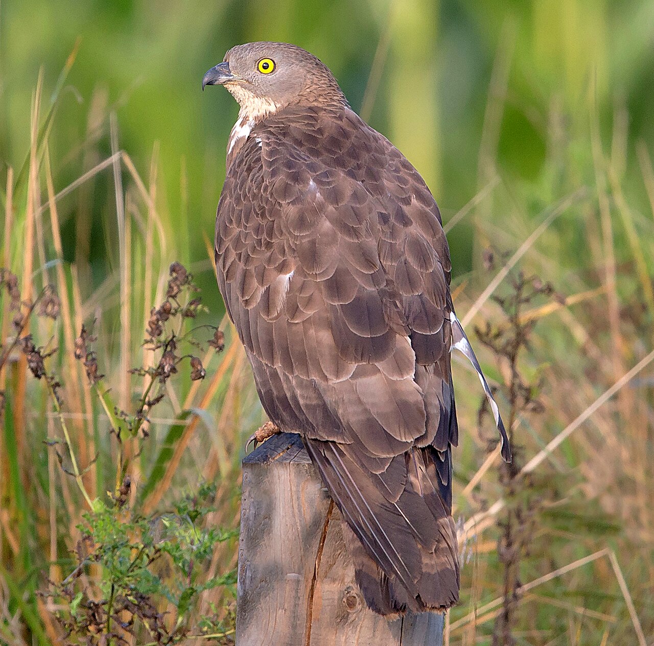 European Honey Buzzard reference