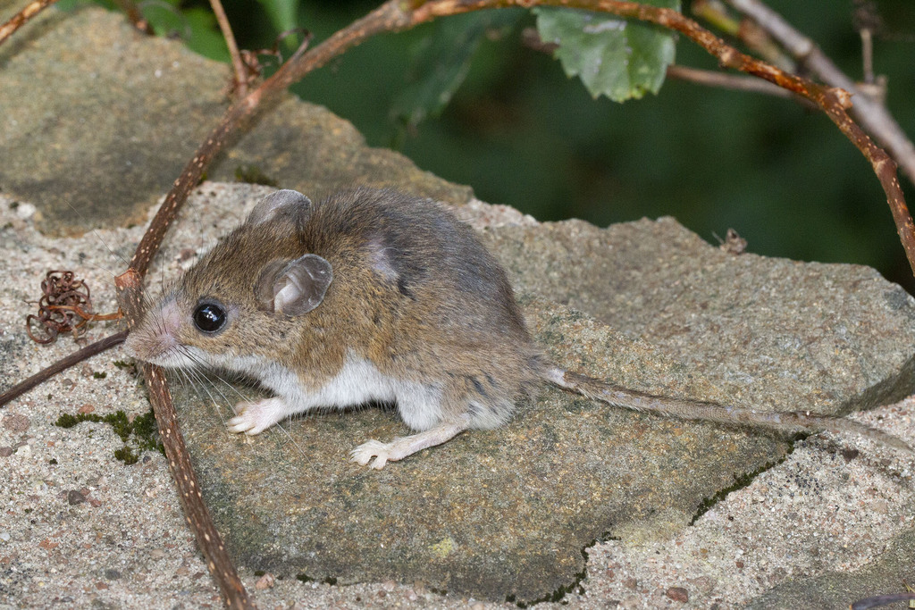 White-footed Mouse reference