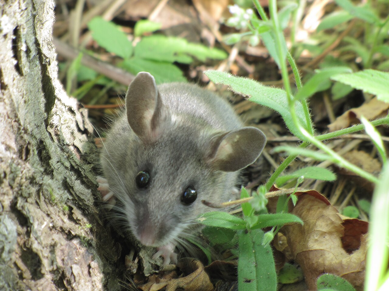 Peromyscus maniculatus reference