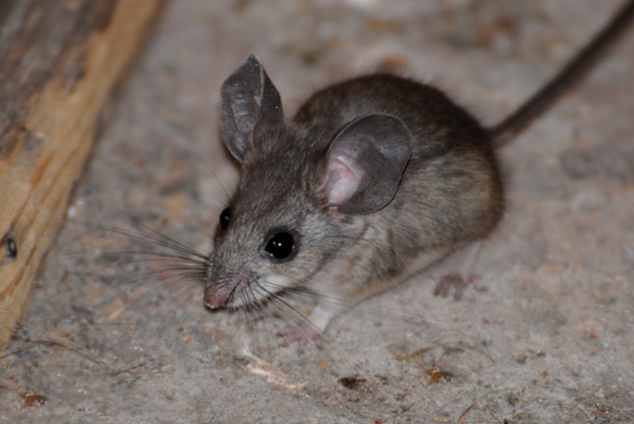 Pinyon Deermouse reference