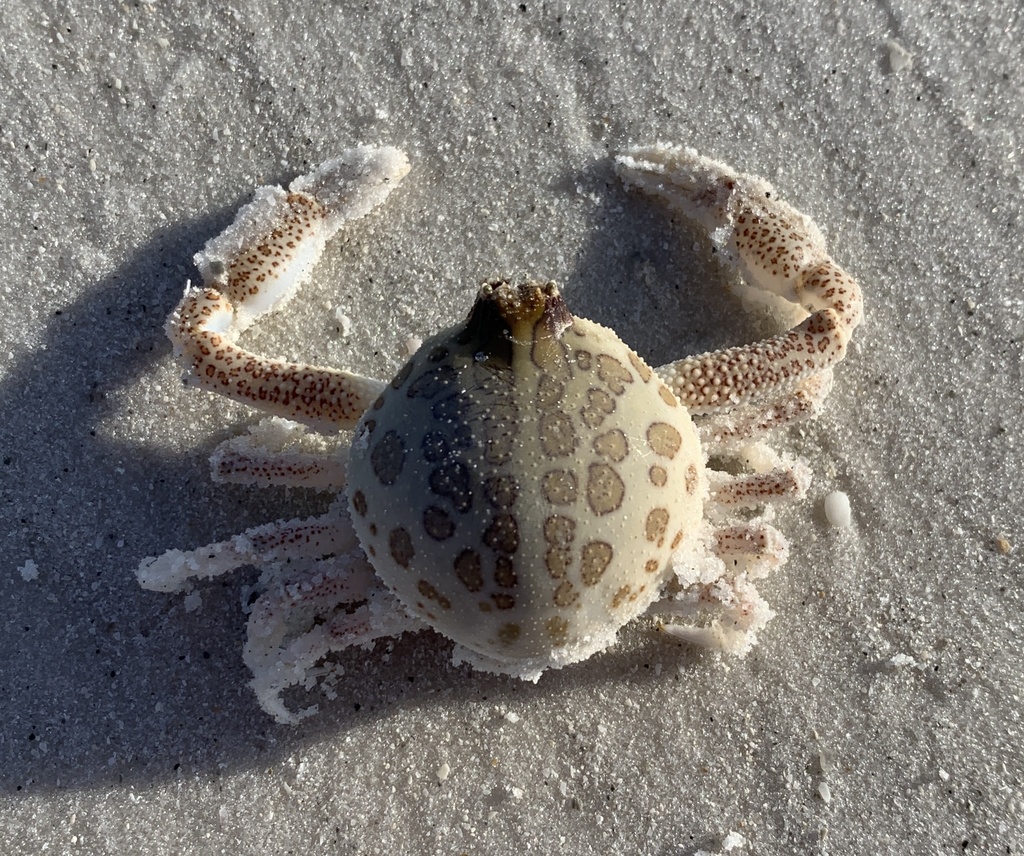 Mottled Purse Crab reference