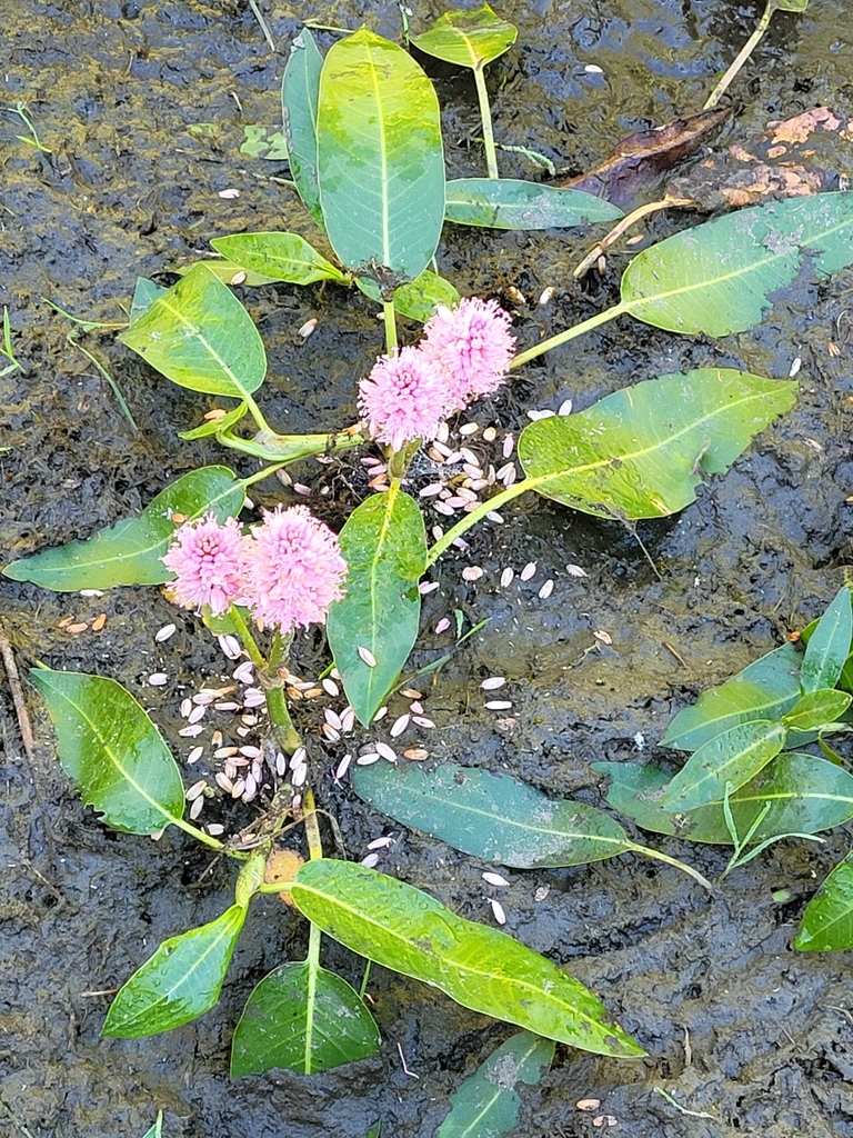 water smartweed reference