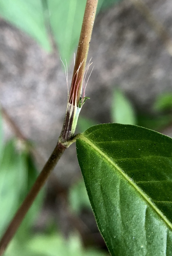 low smartweed reference